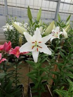 [4332 Meriva VZ No01.JPG]